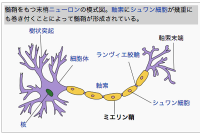 myeline.png